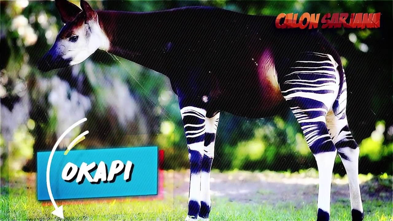 10 BENTUK HEWAN YANG TERLIHAT EDITAN TAPI TERNYATA BENERAN ADA DI DUNIA!!!