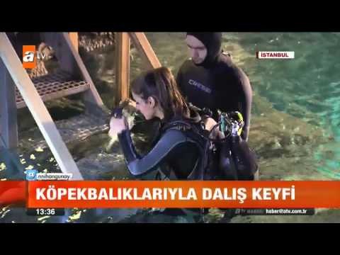 Köpekbalıklarıyla dalış keyfi - atv Gün Ortası Bülteni