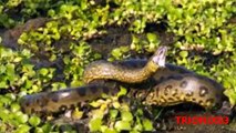 ANACONDAS GIGANTES REALES: Anacondas mas grandes del mundo – Animales salvajes