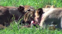 Lions Hunt Warthog in Maasai - World of Animals