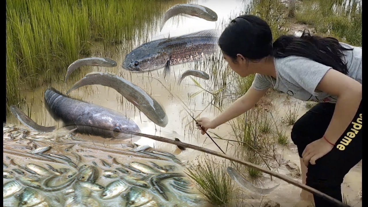 Khmer Fishing, Net Fishing at Kompong Spue - Cambodia Traditional Fishing-Fishing Man
