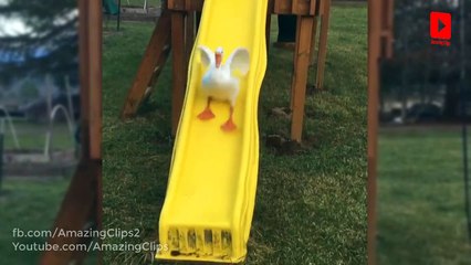 Funny Geese sliding in Park - Amazing Clip