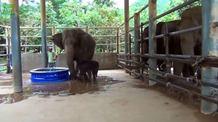 Most Funny and Cute Baby Elephant Videos Compilation (2017)