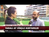 Yaralı atı ölüme terk ettiler - atv Ana Haber