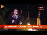 Sarıyer'de domuz timi kuruldu - atv Gün Ortası