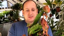 Repotting Temperate Carnivorous Plants: Divide and repotting Cobra Lilys Darlingtonia Californica