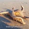 Une étoile de mer qui marche ça donne ça... Incroyable et magnifique!