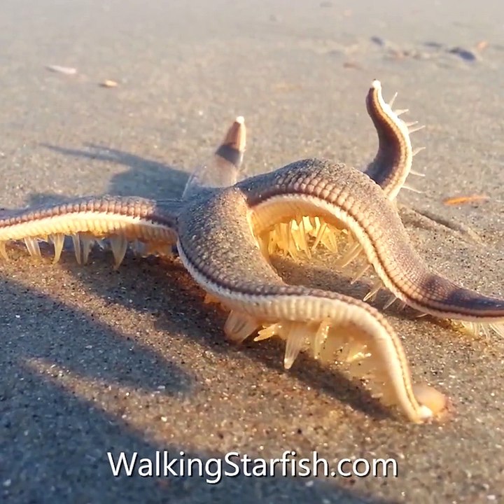 Une étoile de mer qui marche ça donne ça... Incroyable et magnifique!