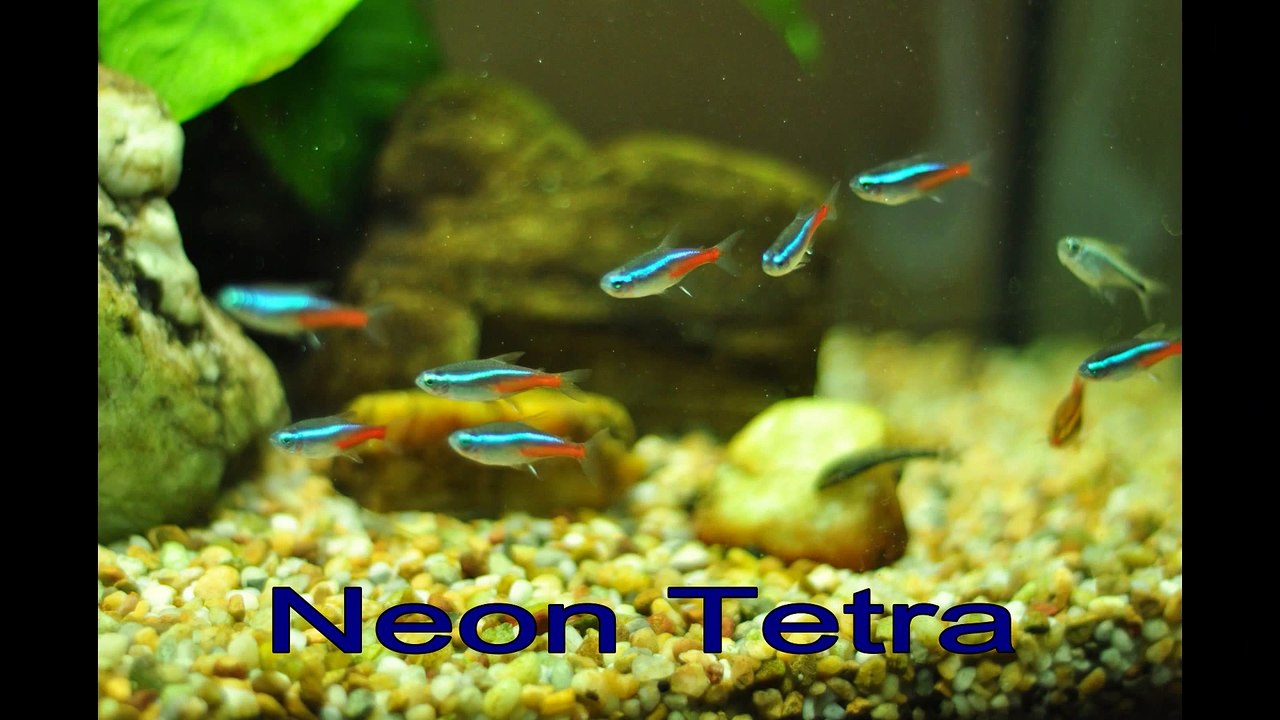 13 Best Freshwater Fish For Your Home Aquarium