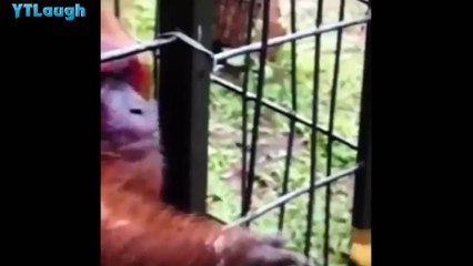 Funny videos 2016 HARDEST try not to laugh challenge