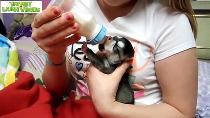 Really cute puppies - Puppy images cute baby puppy pictures and videos