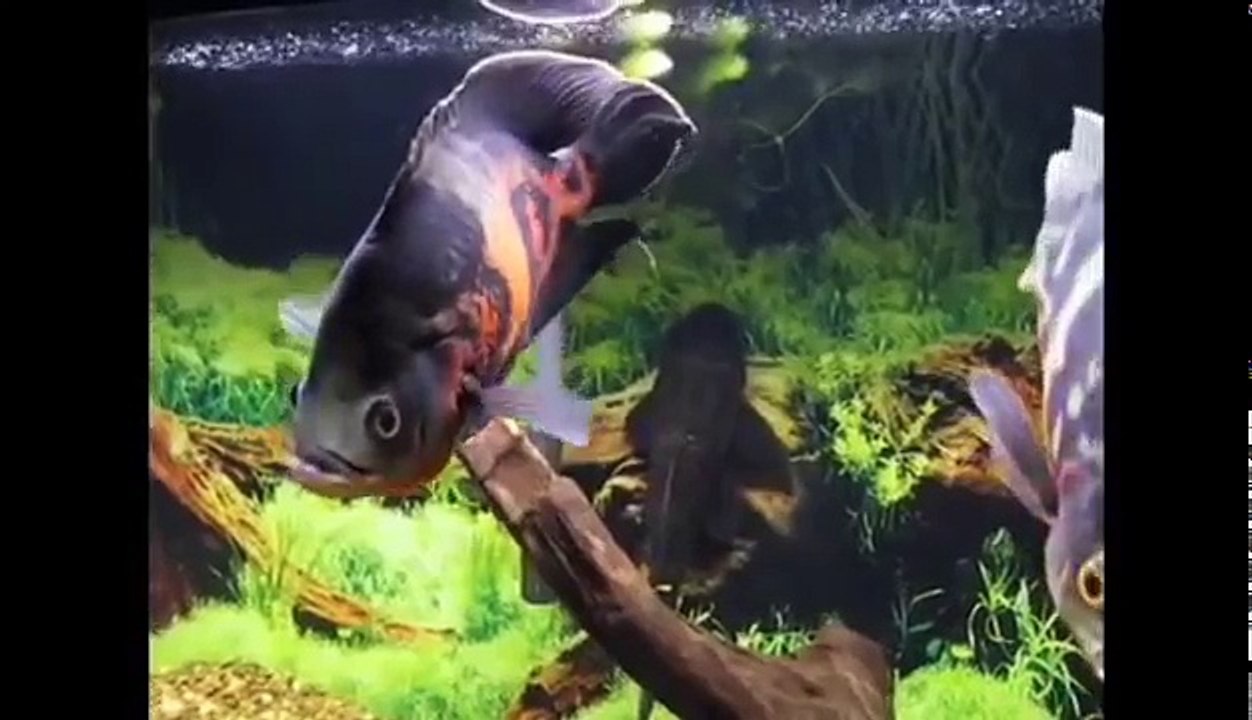 12 Different Types of OSCAR fish