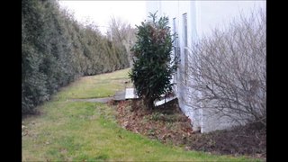 A Large Evergreen Highway Buffer   using Arborvitae    Green Giants