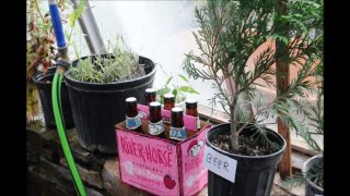 ABOUT Testing Beer in Growing Green Giant Arborvitae
