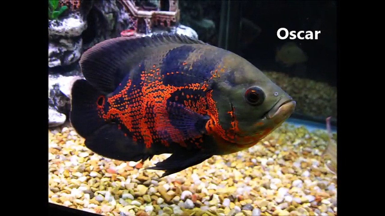 Top 10 aggressive freshwater fish for aquarium - video Dailymotion