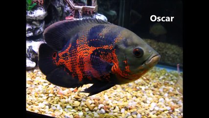 Top 10 aggressive freshwater fish for aquarium