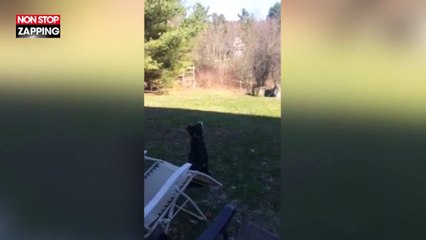 Un chien confond la lune avec sa balle, l’hilarante vidéo