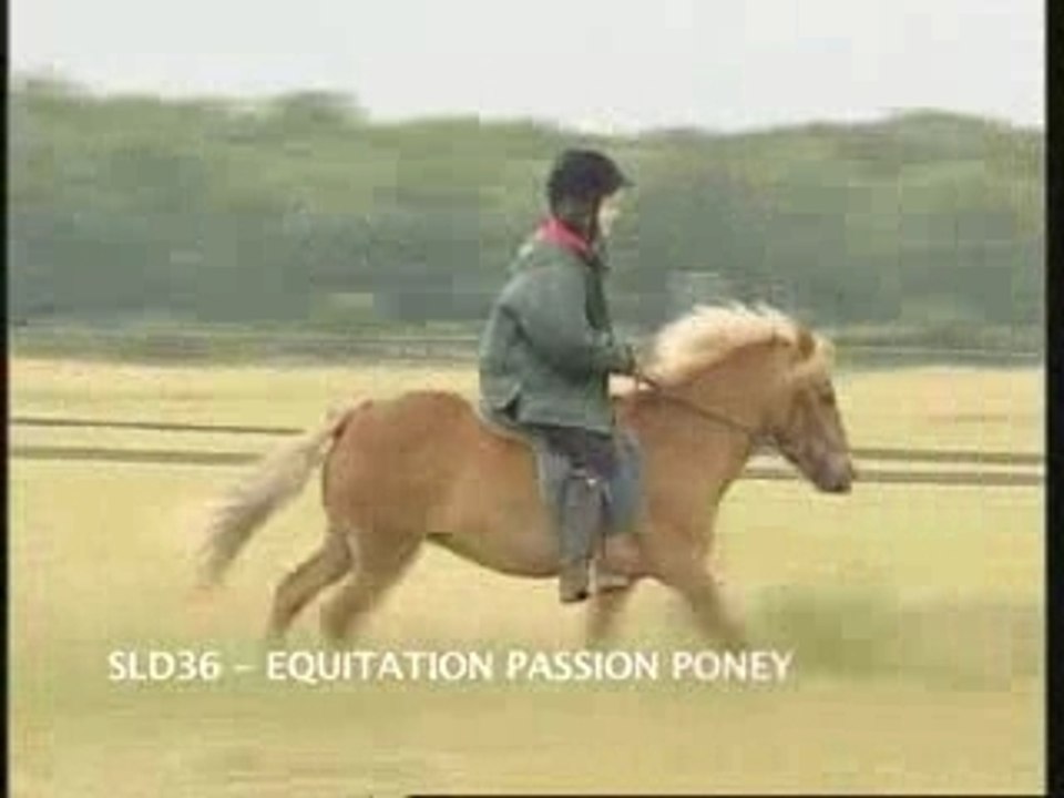 Passion poney