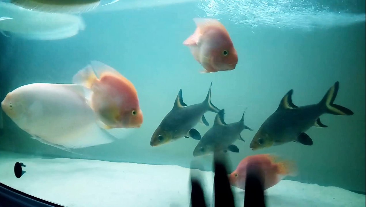 my fishes transformation..