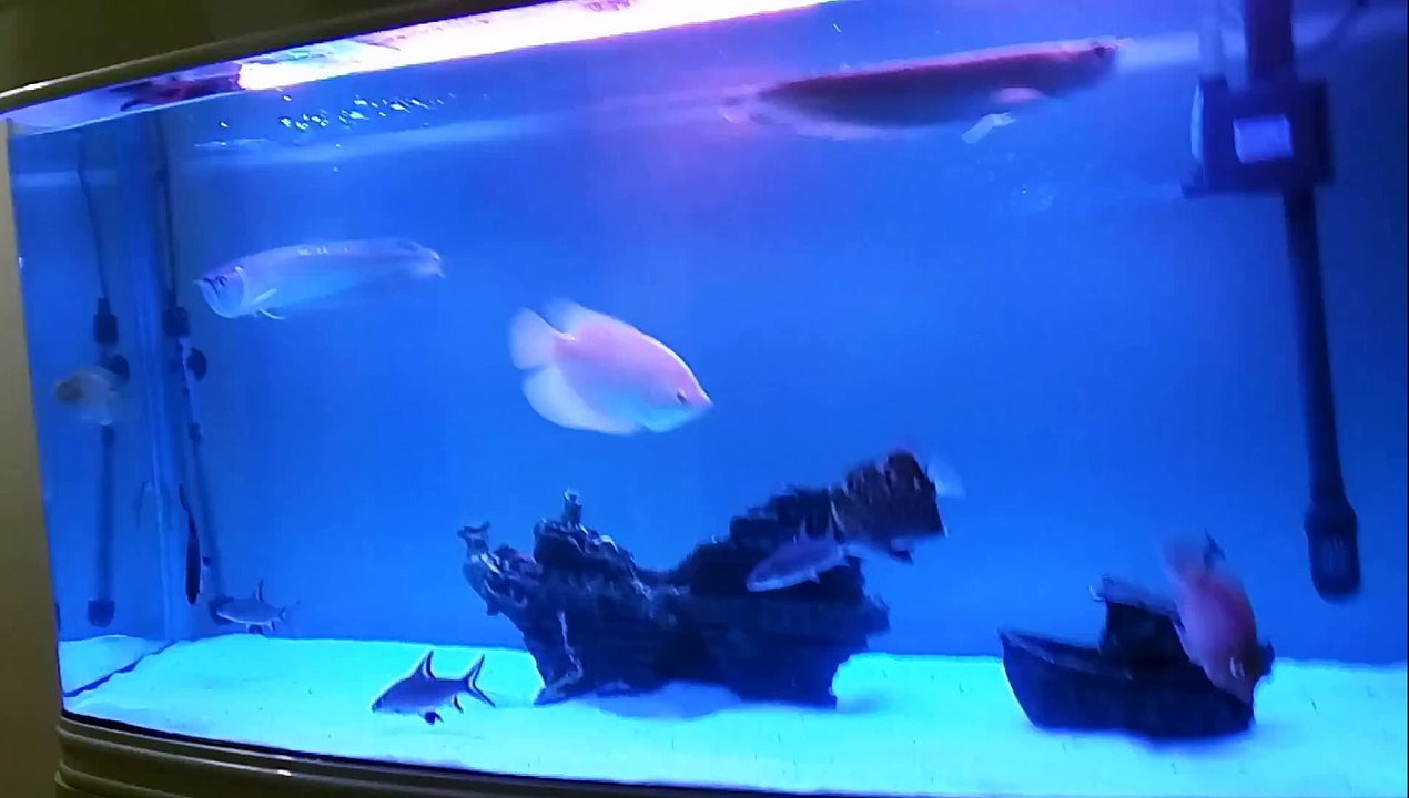 MY fishes one month in my tank ...Bangalore india