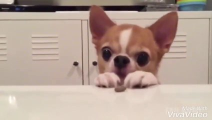 Funny Pets that will definitely make you LAUGH!