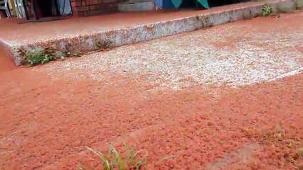 Impresionante invasión de mini cangrejos en un pequeño pueblo