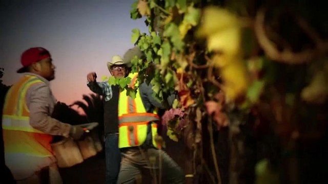 Zu heiß in Kalifornien für guten Wein