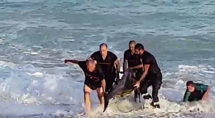 Un dauphin s'est échoué sur la plage du casino de Menton