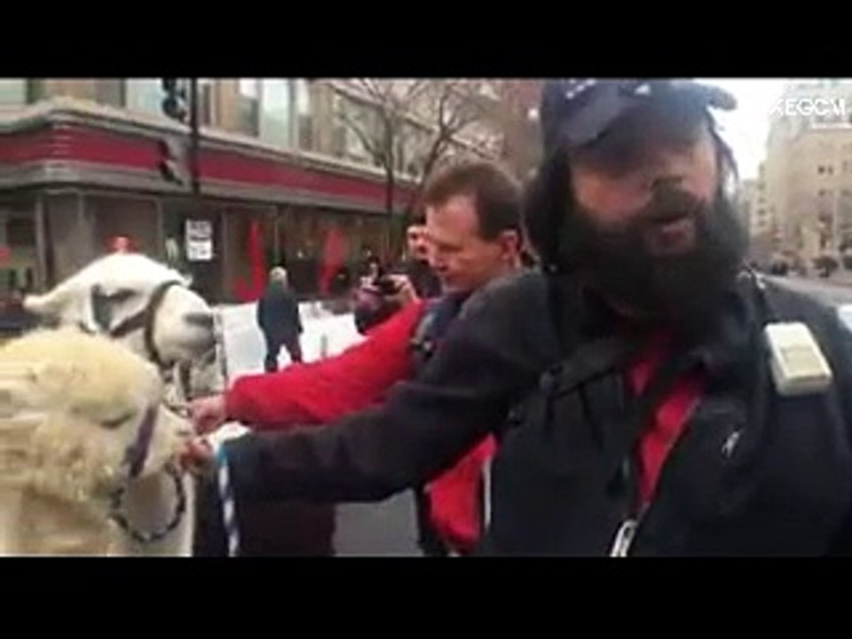 Original:llamas y paloma contra Trump en DC.