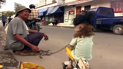 Walking street monkey show