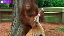 Emotional and Amazing Animals Rescuing Other Animals | True Friendship HD