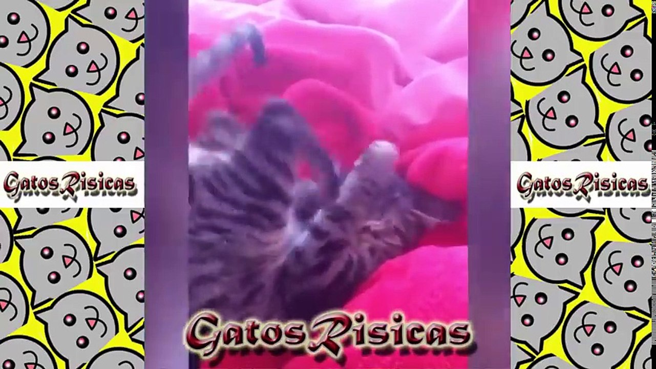 Intenta no morirte de risa 2017, los videos de gatos más graciosos del mundo, Reto nivel DIOS