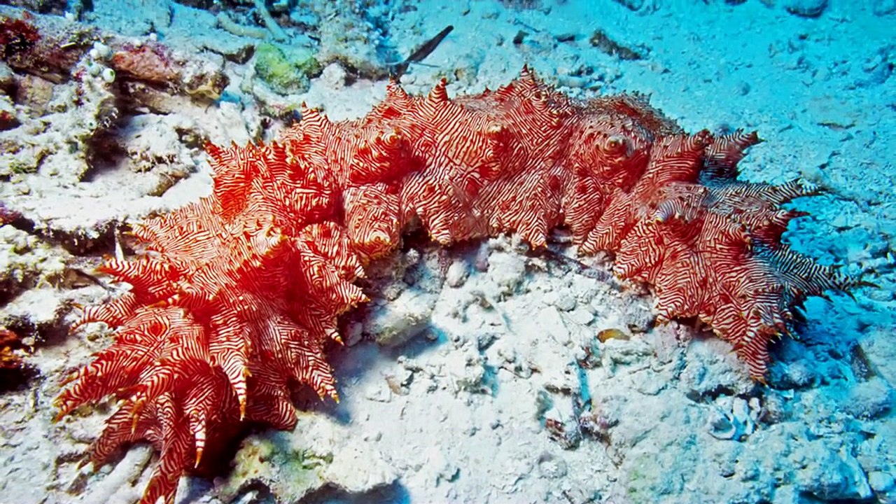 13 Shocking Things Found in the Sea