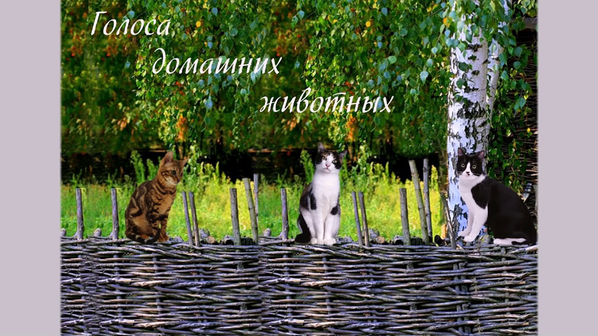 ⁣Голоса домашних животных для детей (voices of domestic animals)