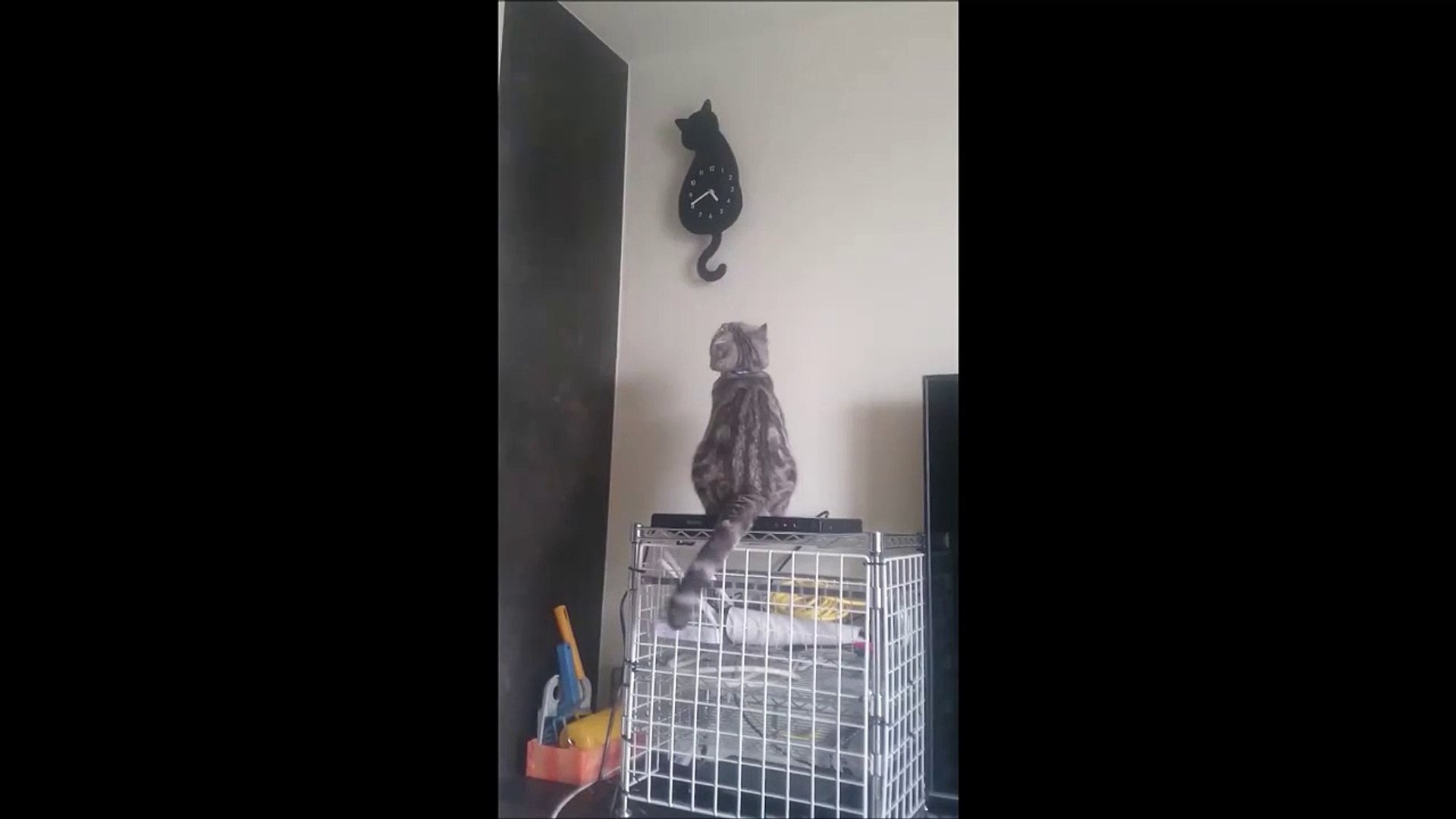 Quand Ton Chat Se Prend Pour L Horloge Video Dailymotion