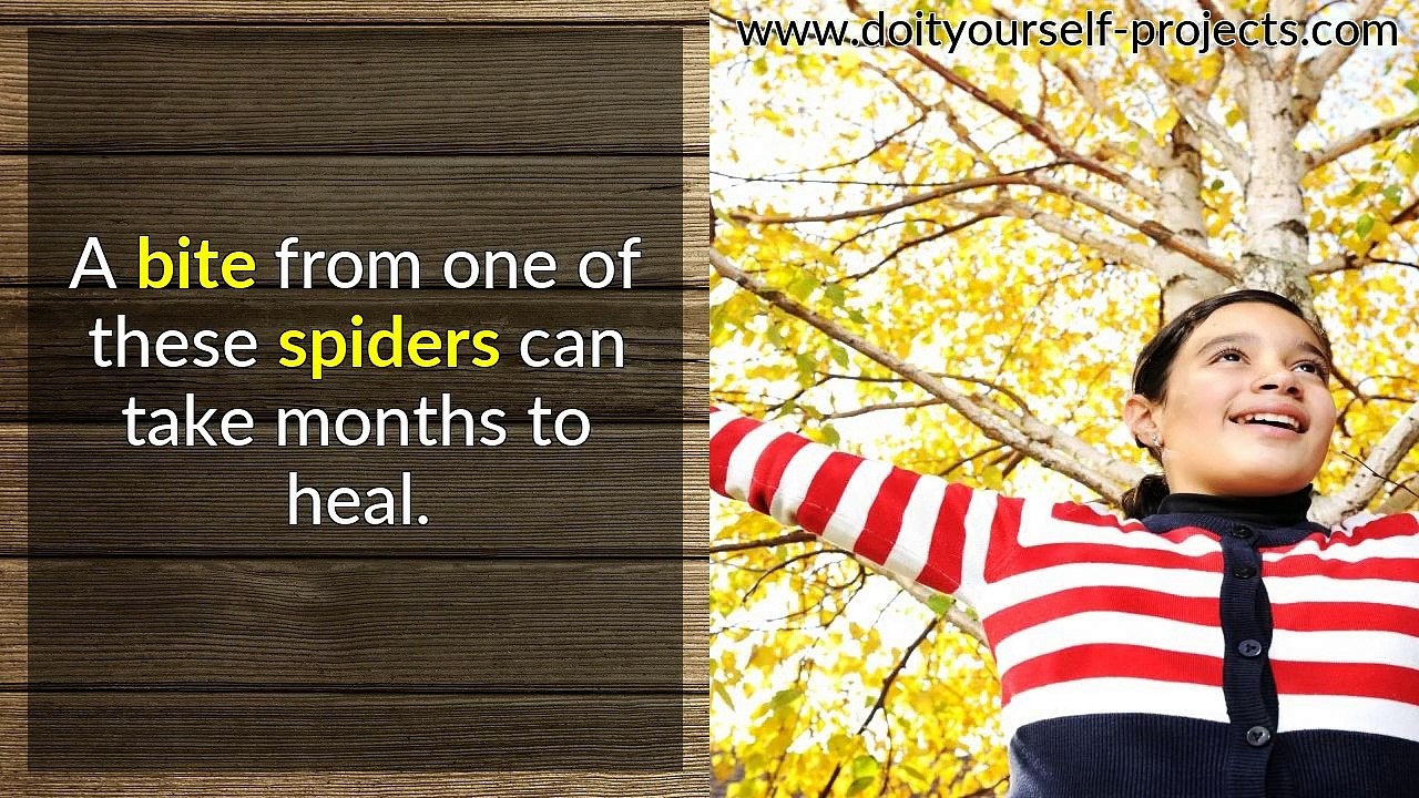 Do it yourself pest control - The  Do It Yourself Approach  To obtaining Rid Of Pests  In your house