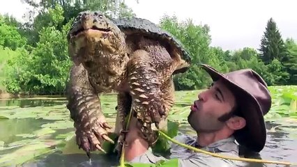 Worlds Most Famous Snapping Turtle - Dragon Tails Episode 1