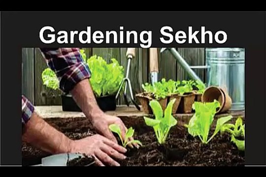 How To Grow Ginger Plant At Home Gardening Sekho