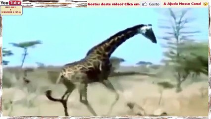 Matança E Vingança Na Melhor Compilação De Leões vs Girafas