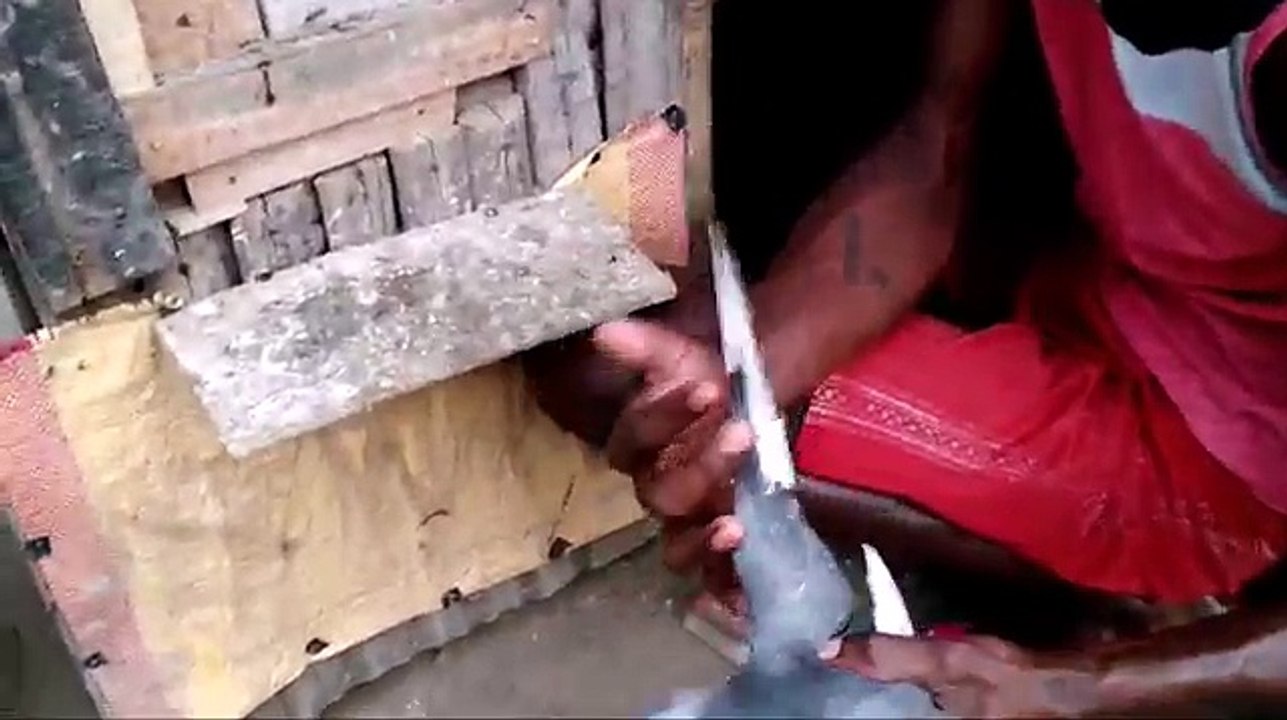 MADRASI PIGEONS IN A VILLAGE (RODHO)PART 2