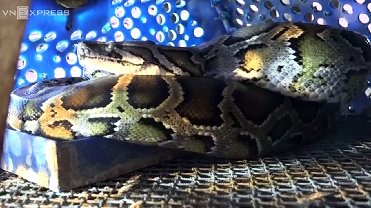 100 con trăn nuôi trên sân thượng của ông lão ở Nha Trang