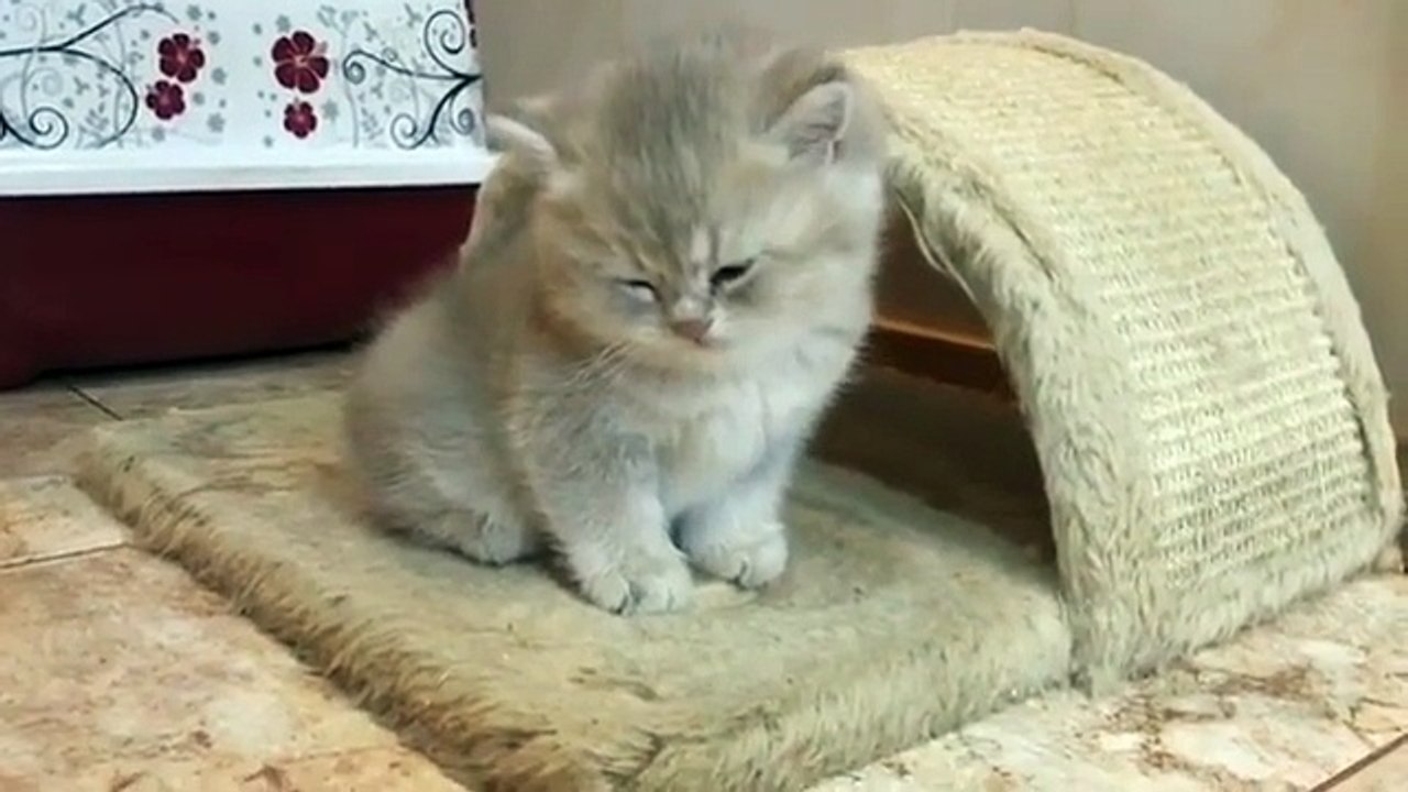 Video Kucing Lucu #012 | Vera Kitty 2017