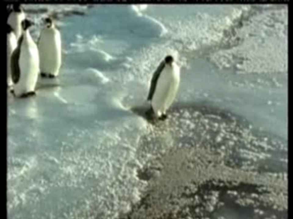 pinguin