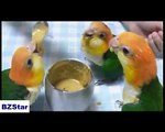 Eating Parrot very Cute Style