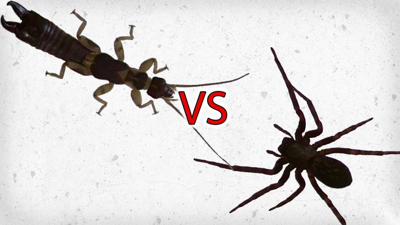 Predatory Earwig vs Black House Spider