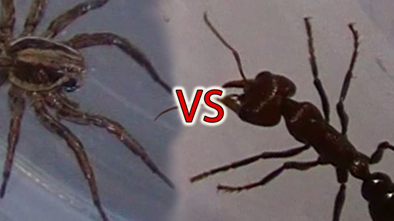 Wolf Spider vs Bull Ant