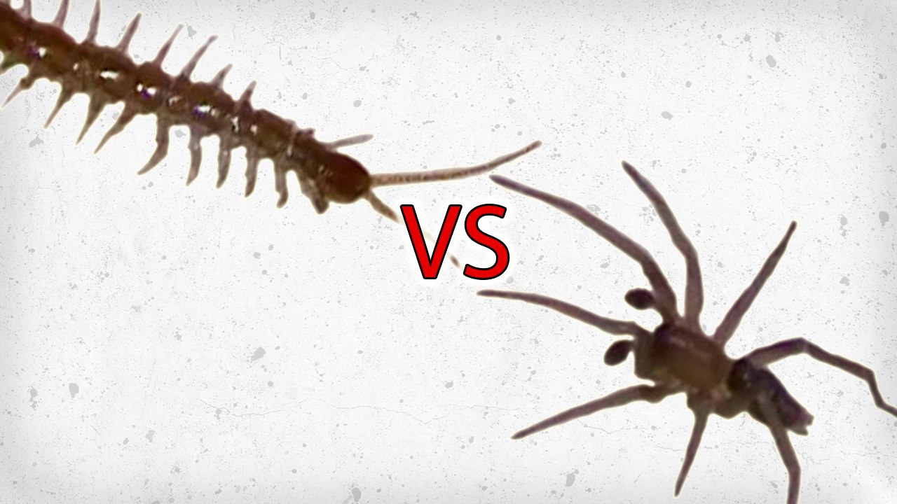 Centipede vs Spider