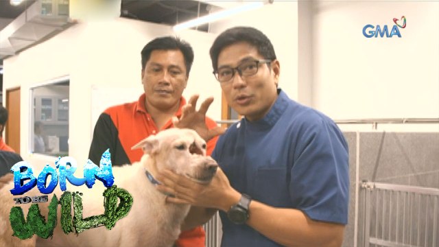 Born to Be Wild: A new face for a dog with hole on its head