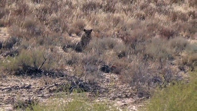 Hunter becomes the hunted, (literally).