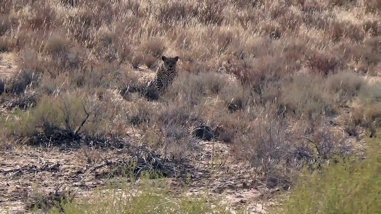 Hunter becomes the hunted, (literally).